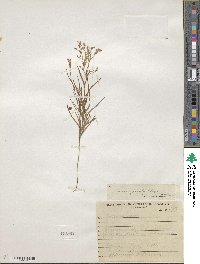 Juncus cyperoides image