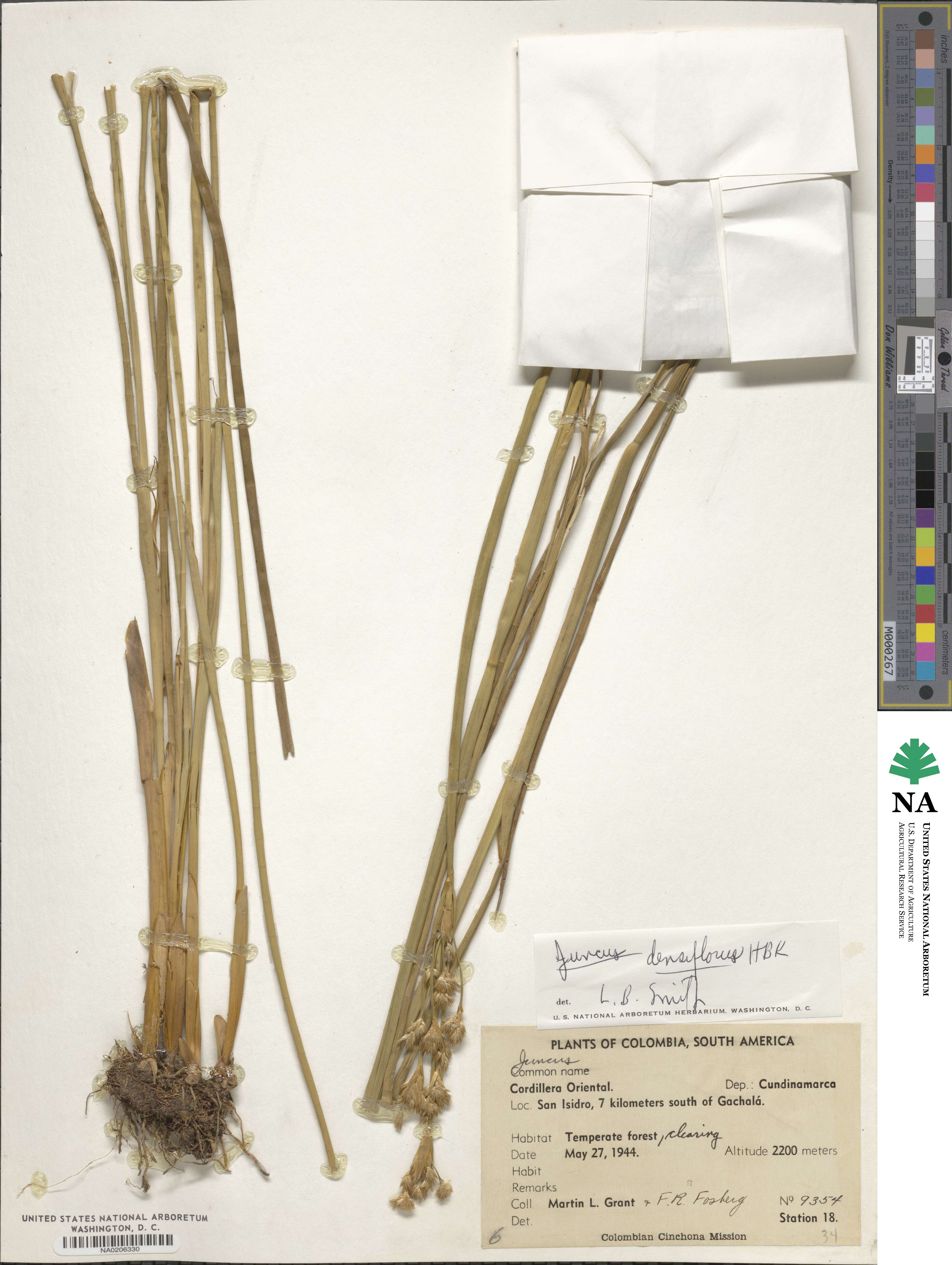 Juncus densiflorus image