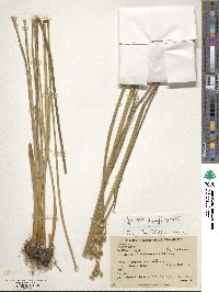 Juncus densiflorus image