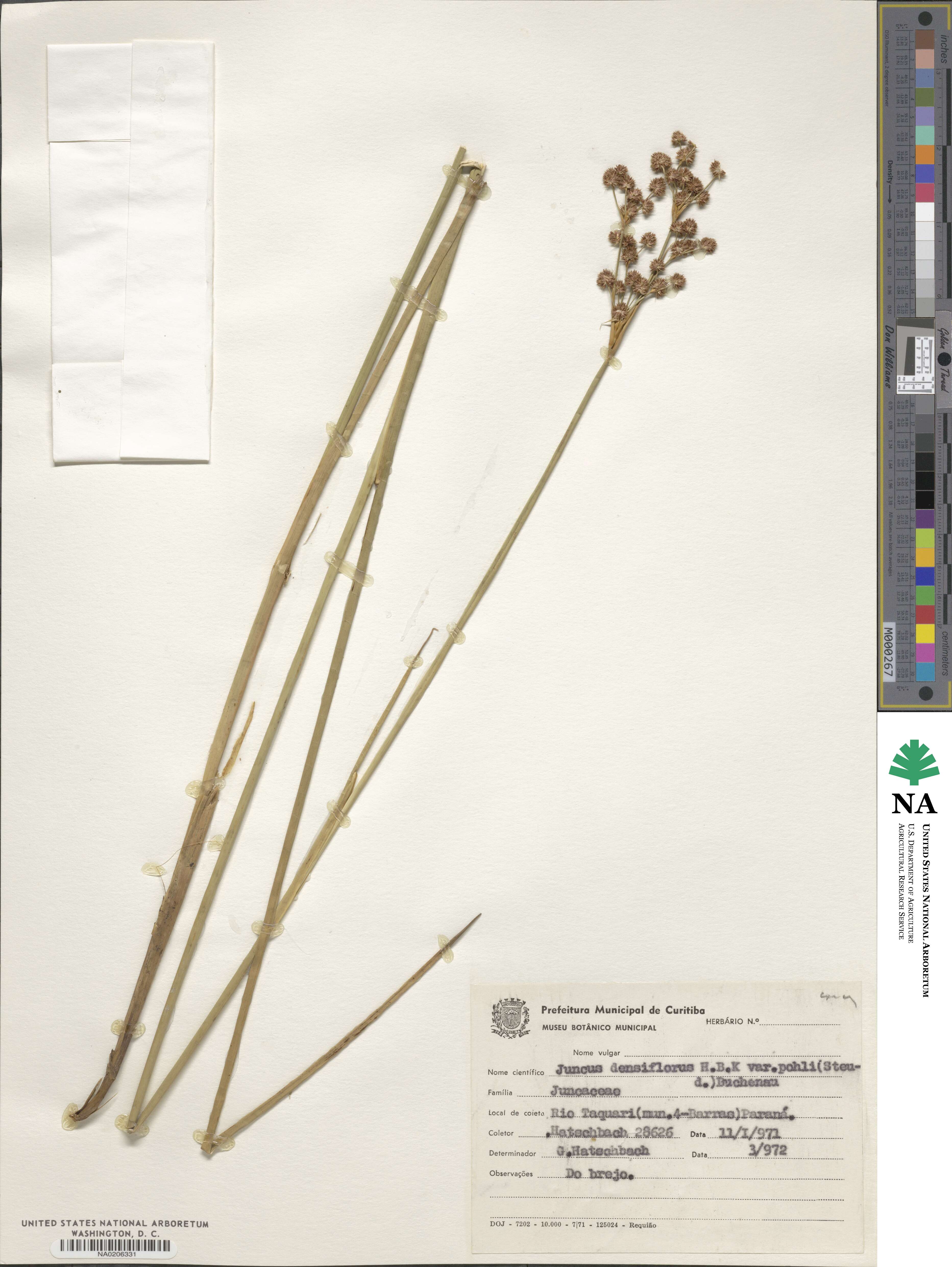 Juncus densiflorus var. pohlii image