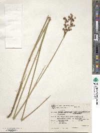 Juncus densiflorus image