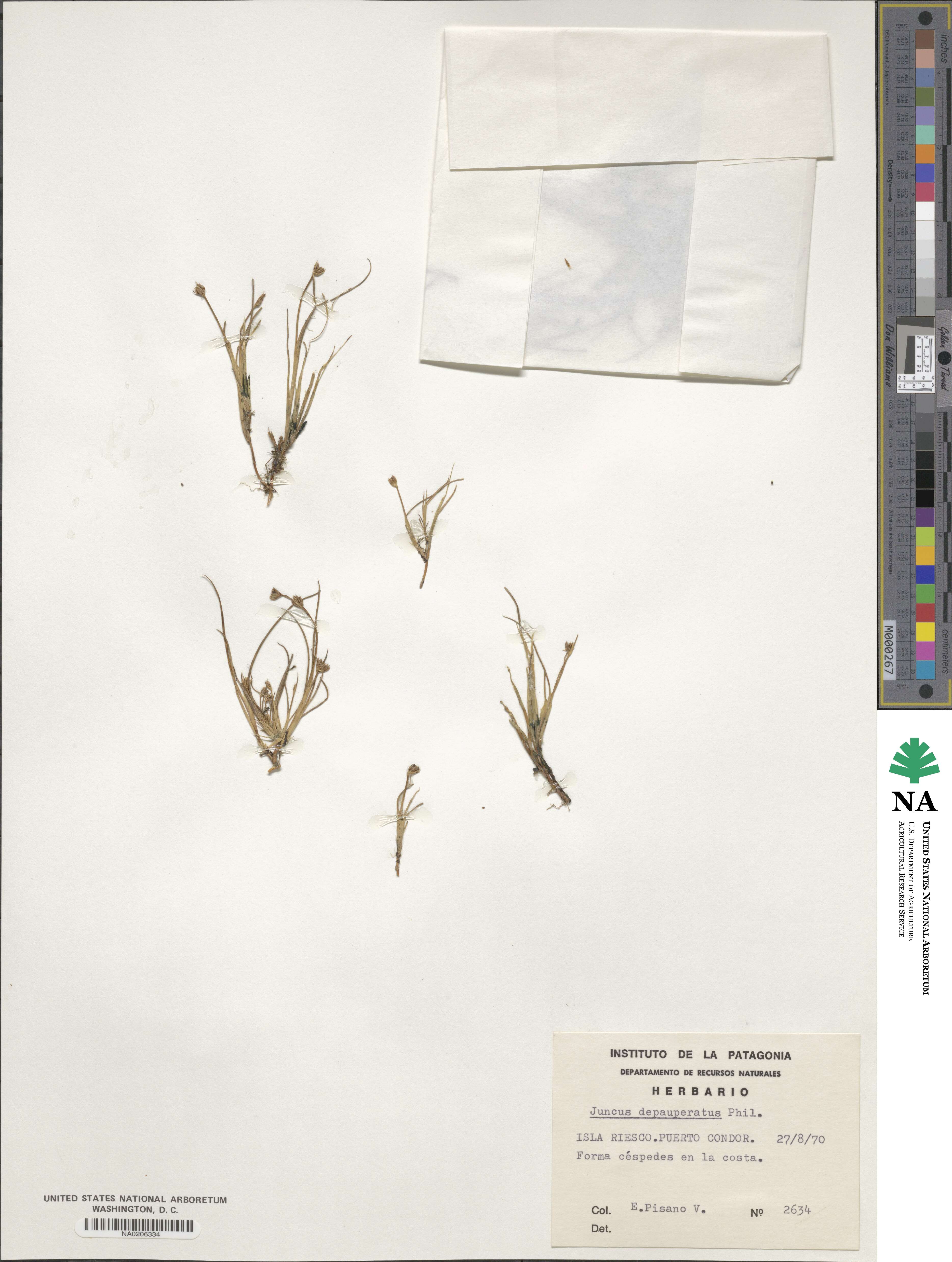 Juncus depauperatus image