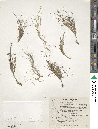 Juncus depauperatus image