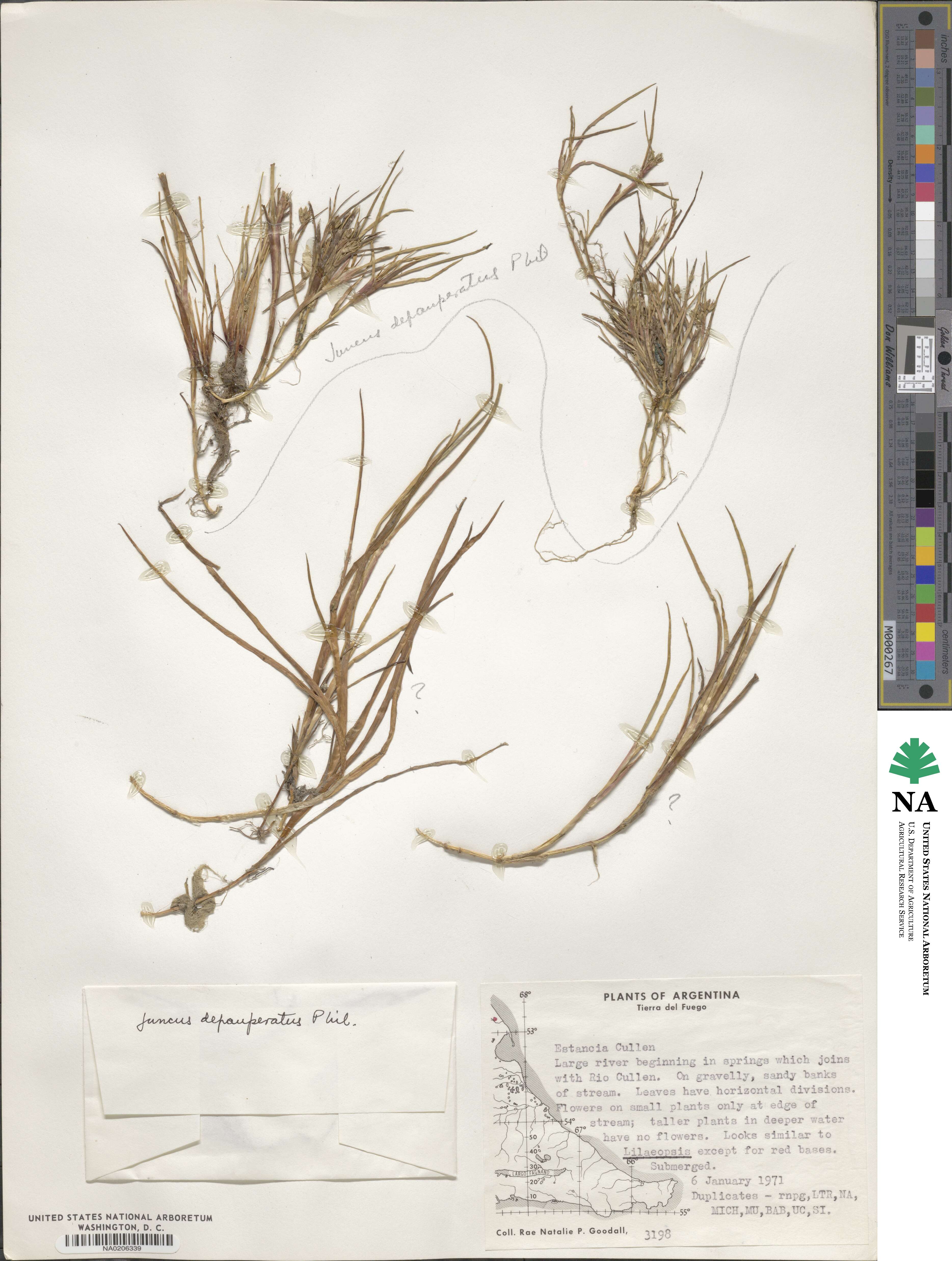Juncus depauperatus image