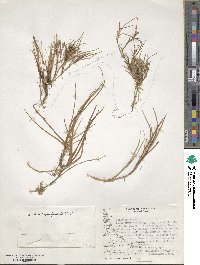 Juncus depauperatus image