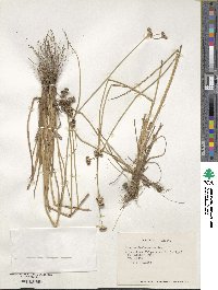 Juncus pallescens image