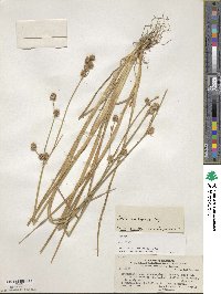 Juncus pallescens image