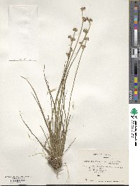 Juncus pallescens image