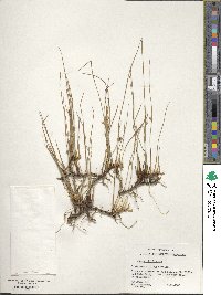 Juncus filiformis image