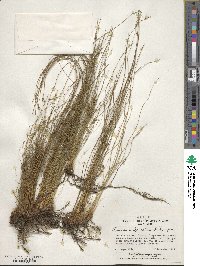 Juncus imbricatus image