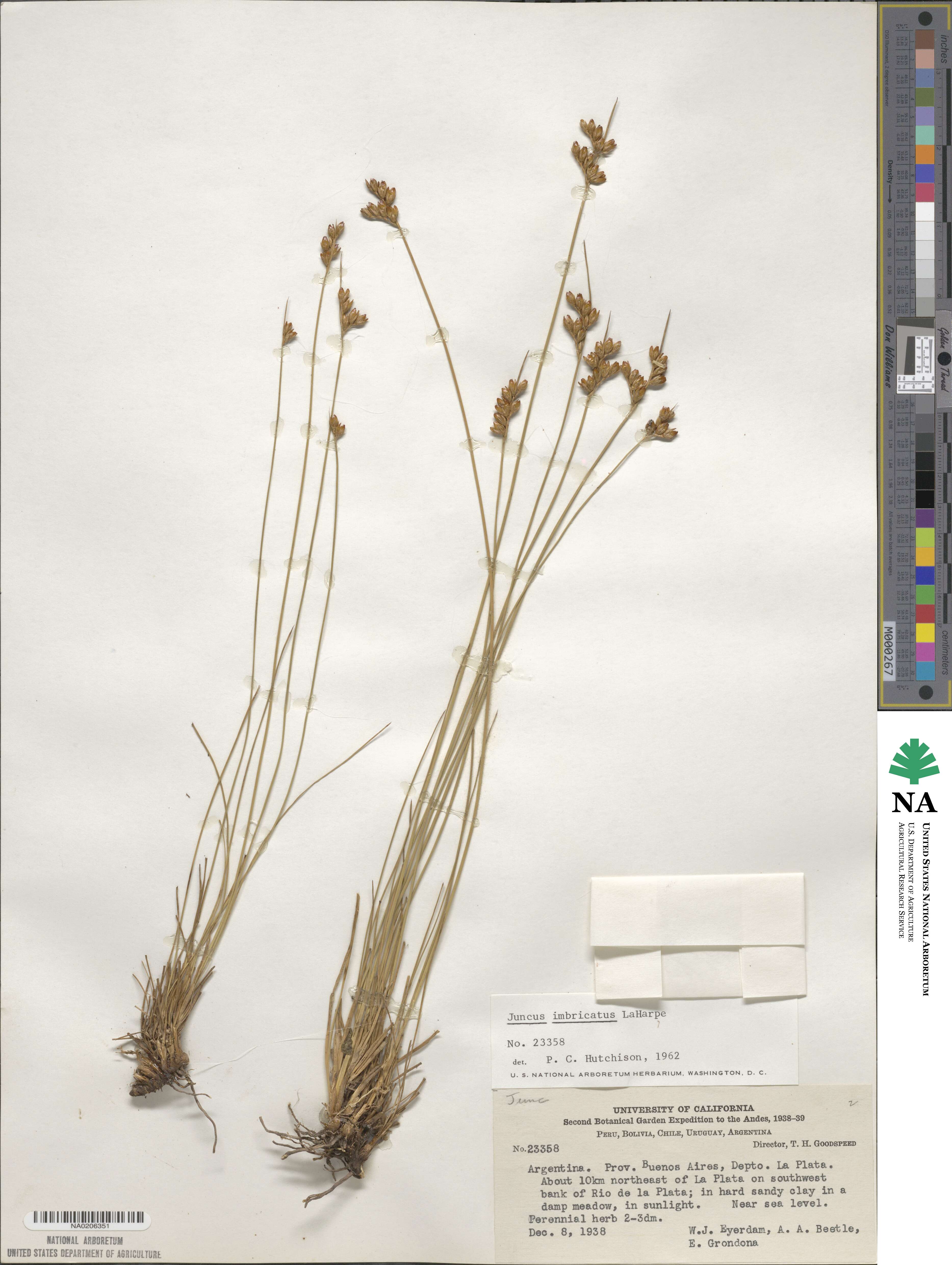 Juncus imbricatus image