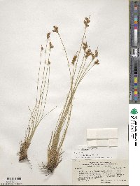 Juncus imbricatus image