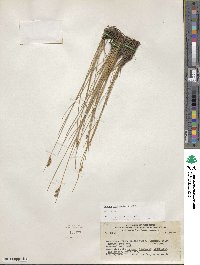 Juncus imbricatus image