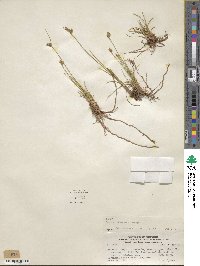 Juncus imbricatus image