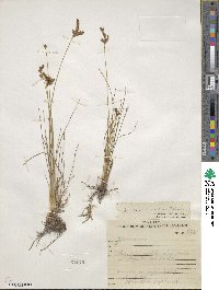 Juncus imbricatus image