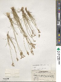 Juncus imbricatus image