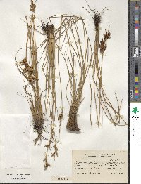 Juncus imbricatus image