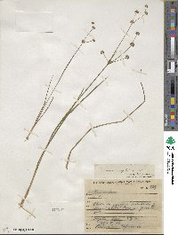 Juncus microcephalus image