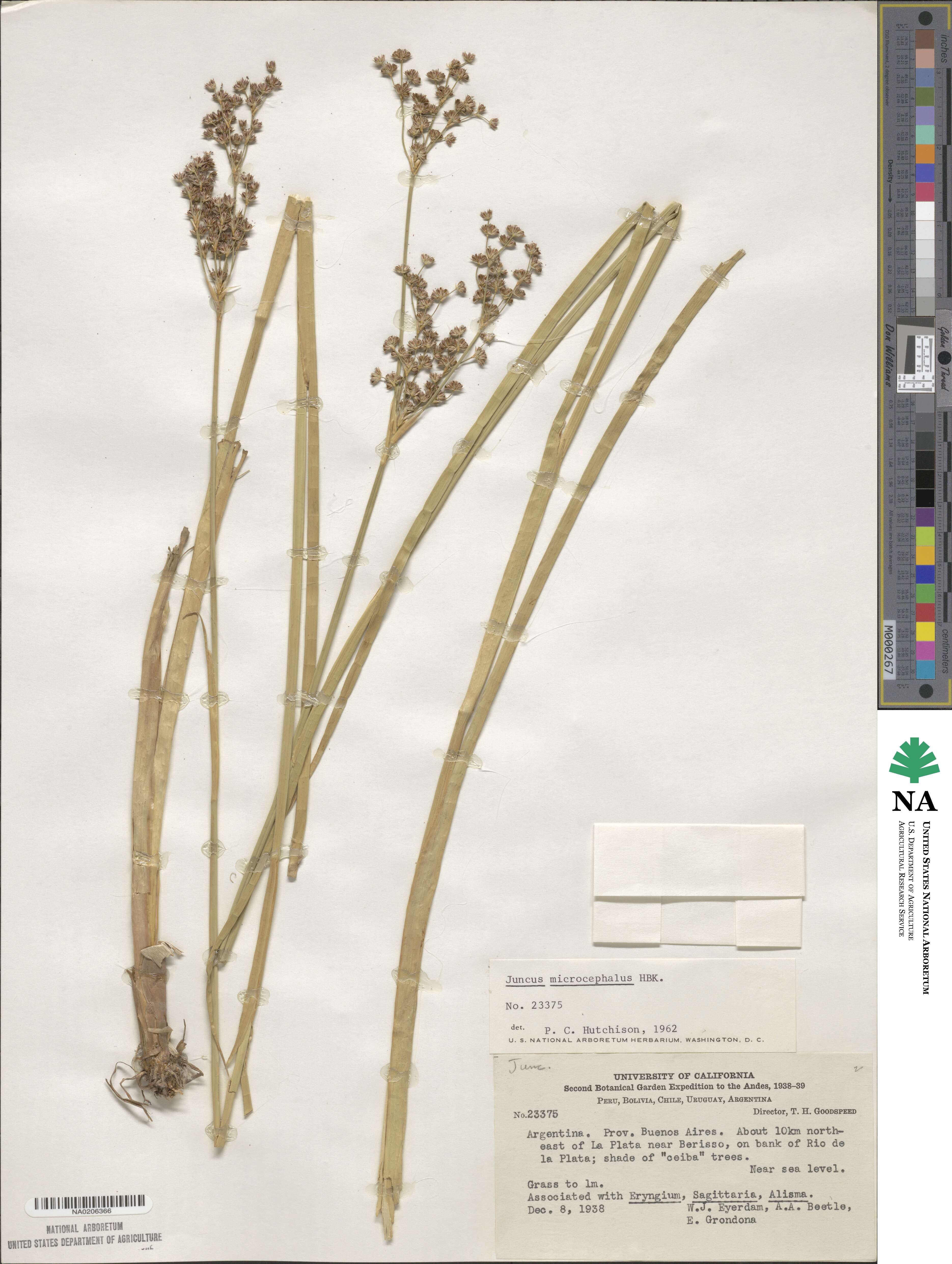 Juncus microcephalus image