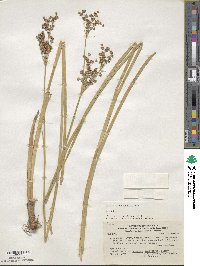 Juncus microcephalus image