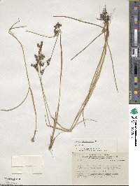 Juncus microcephalus image