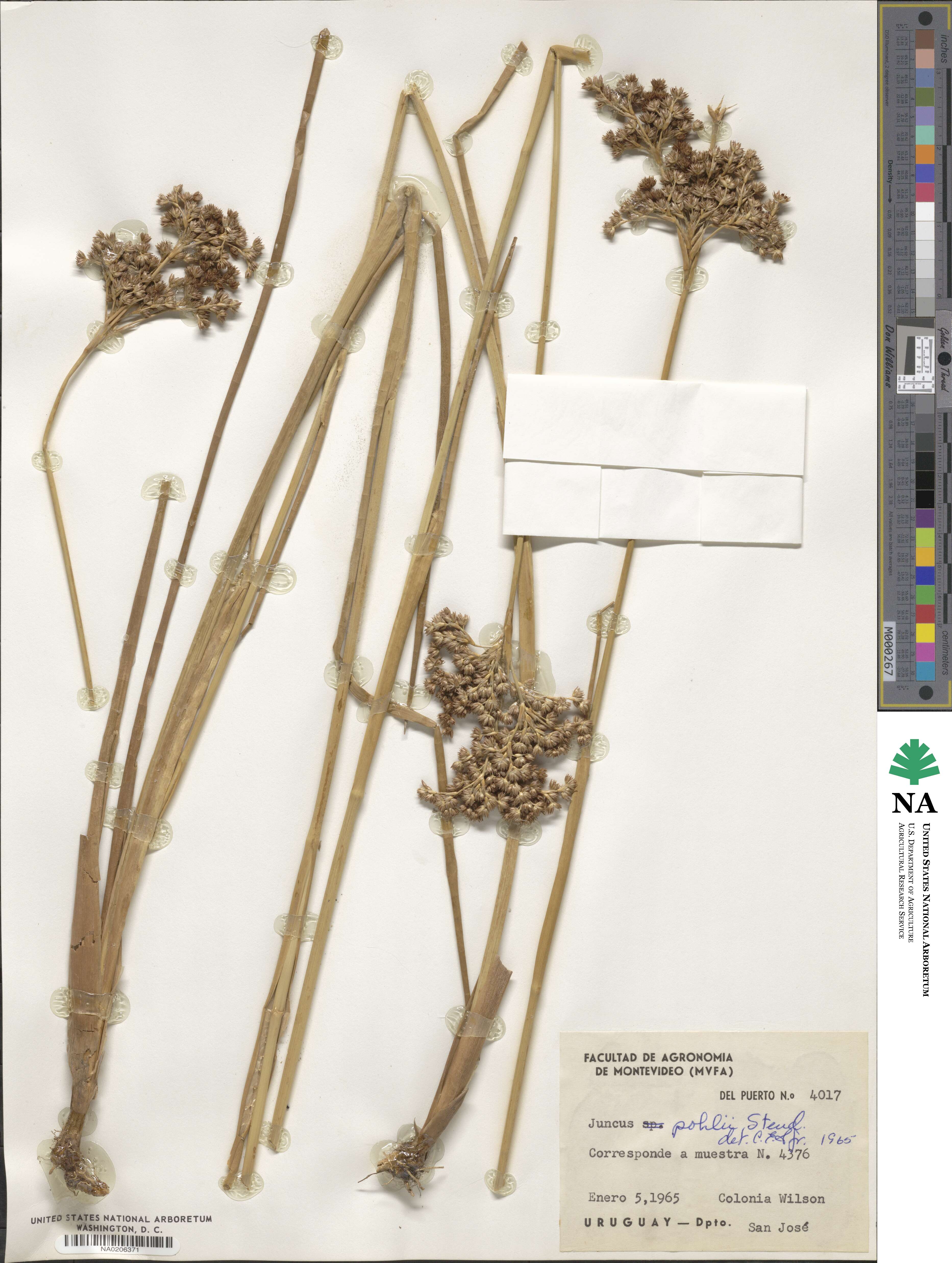 Juncus densiflorus image