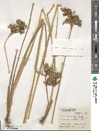 Juncus densiflorus image