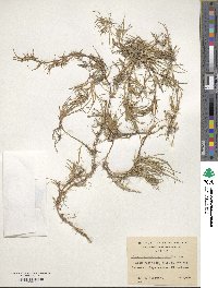 Juncus scheuchzerioides image