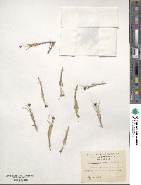 Juncus scheuchzerioides image