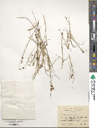 Juncus scheuchzerioides image