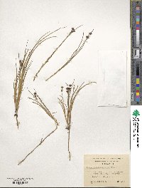 Juncus scheuchzerioides image