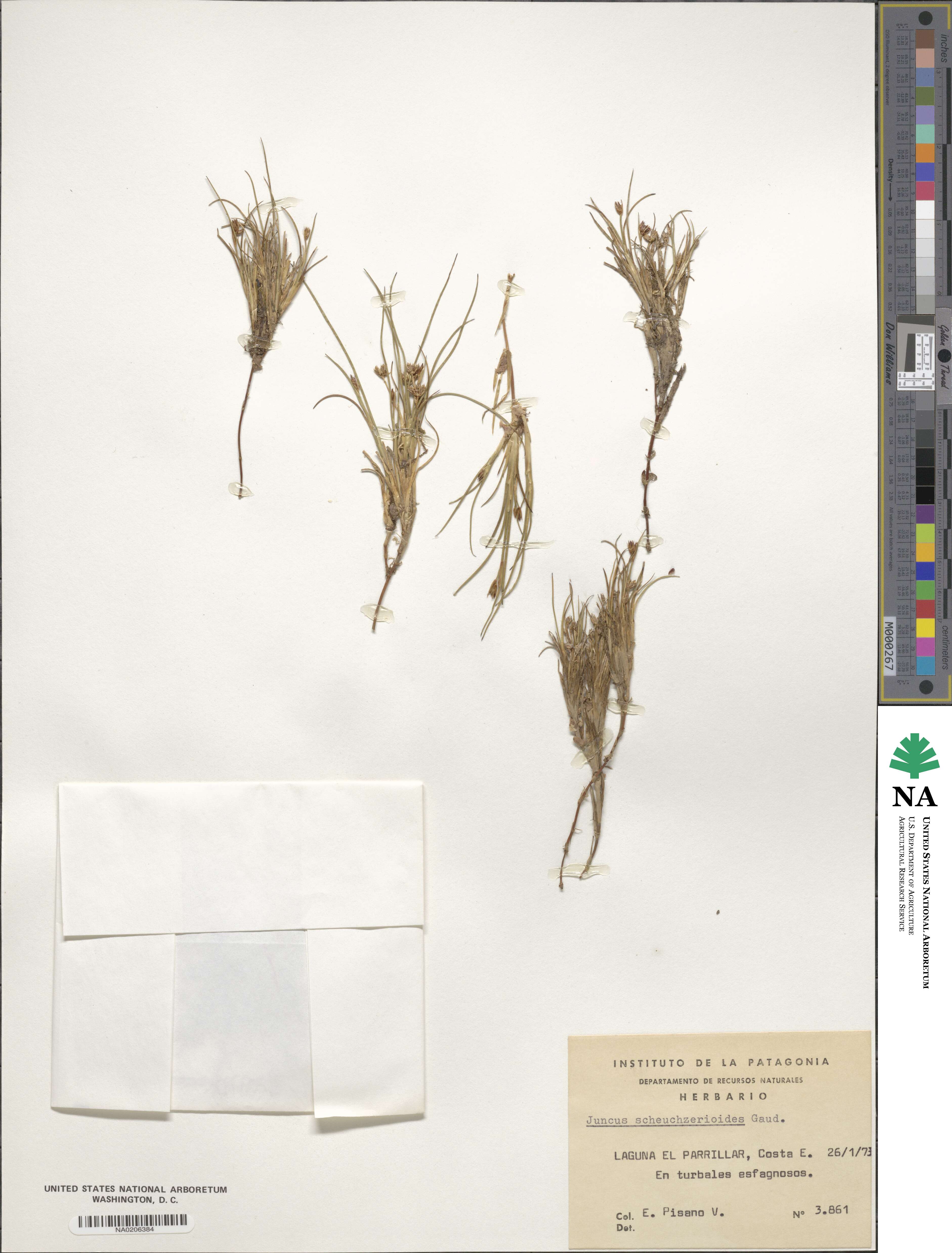 Juncus scheuchzerioides image