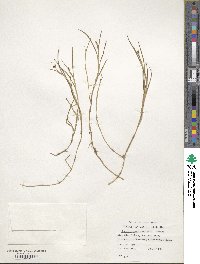 Juncus scheuchzerioides image