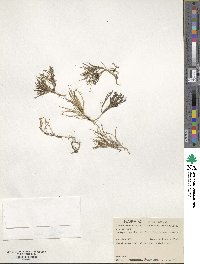 Juncus scheuchzerioides image