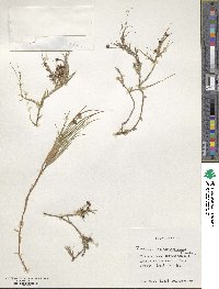 Juncus scheuchzerioides image
