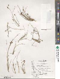 Juncus scheuchzerioides image
