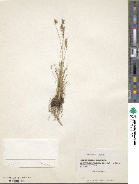 Juncus tenuis image