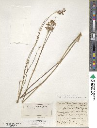 Juncus acutiflorus image