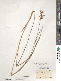 Juncus acutiflorus image
