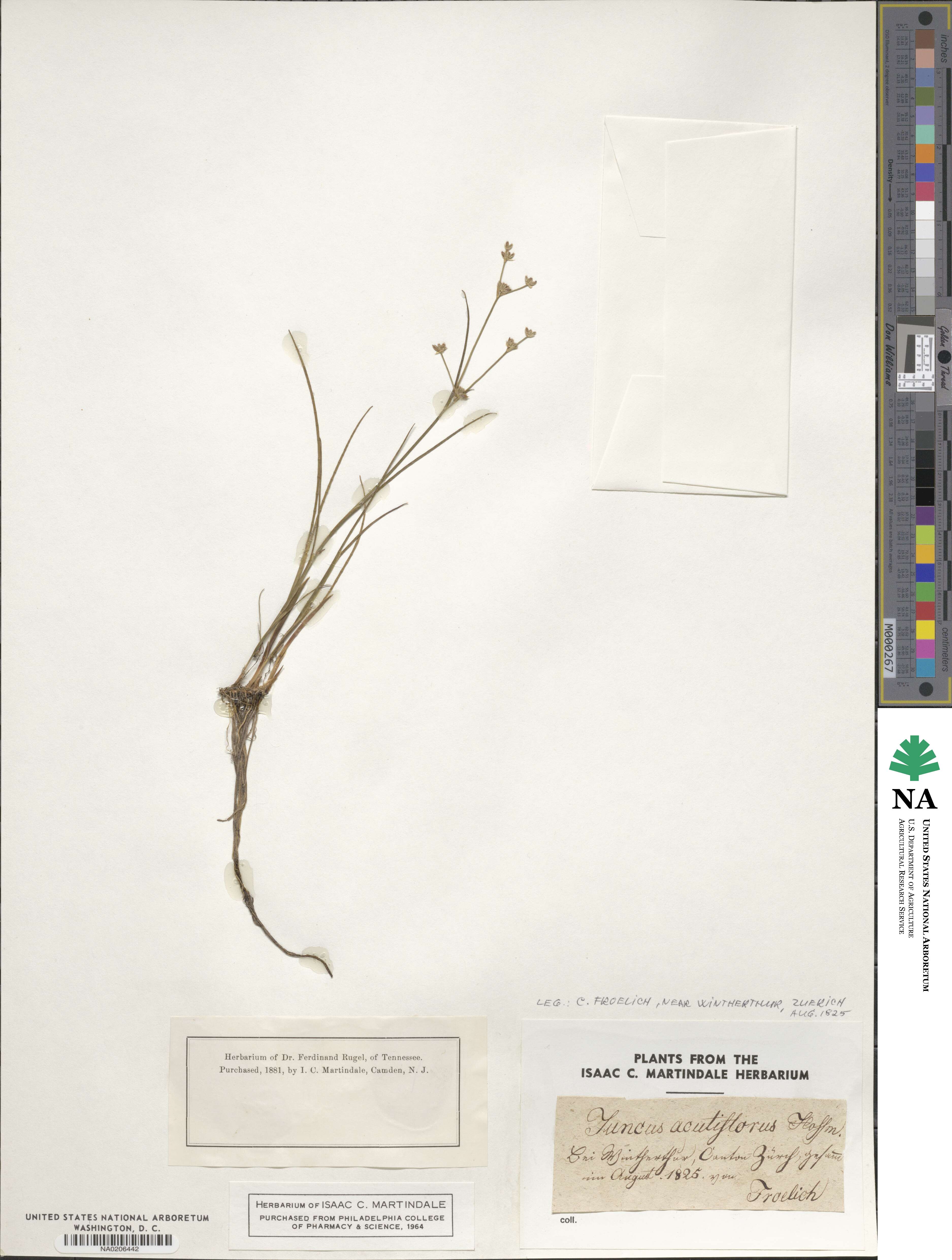 Juncus acutiflorus image
