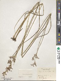 Juncus acutiflorus image