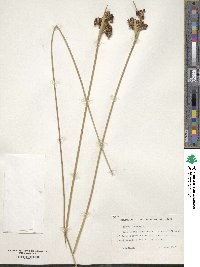 Juncus acutus image