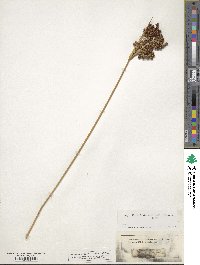 Juncus acutus image