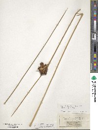 Juncus acutus image