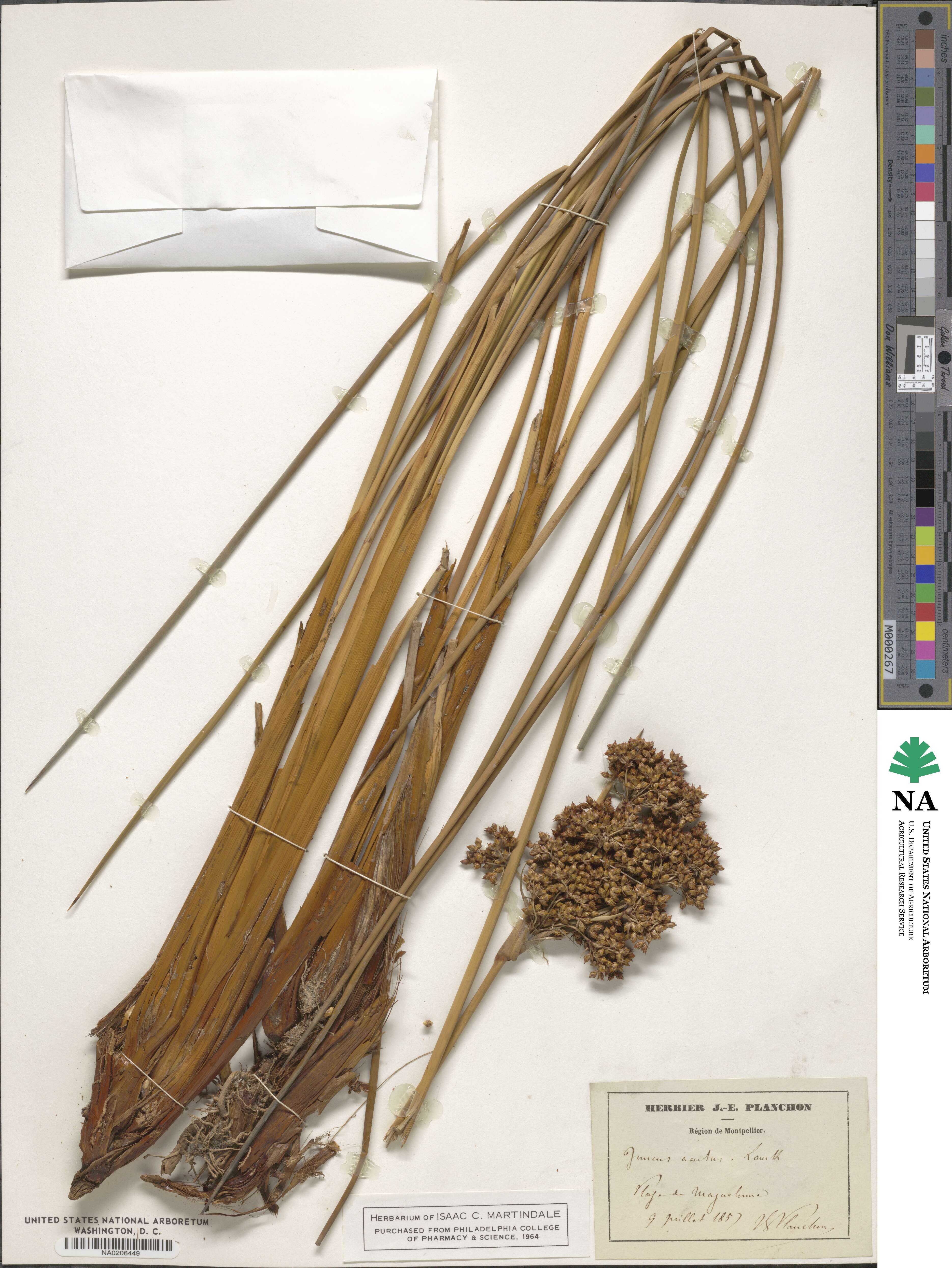 Juncus acutus image