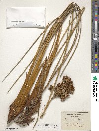 Juncus acutus image