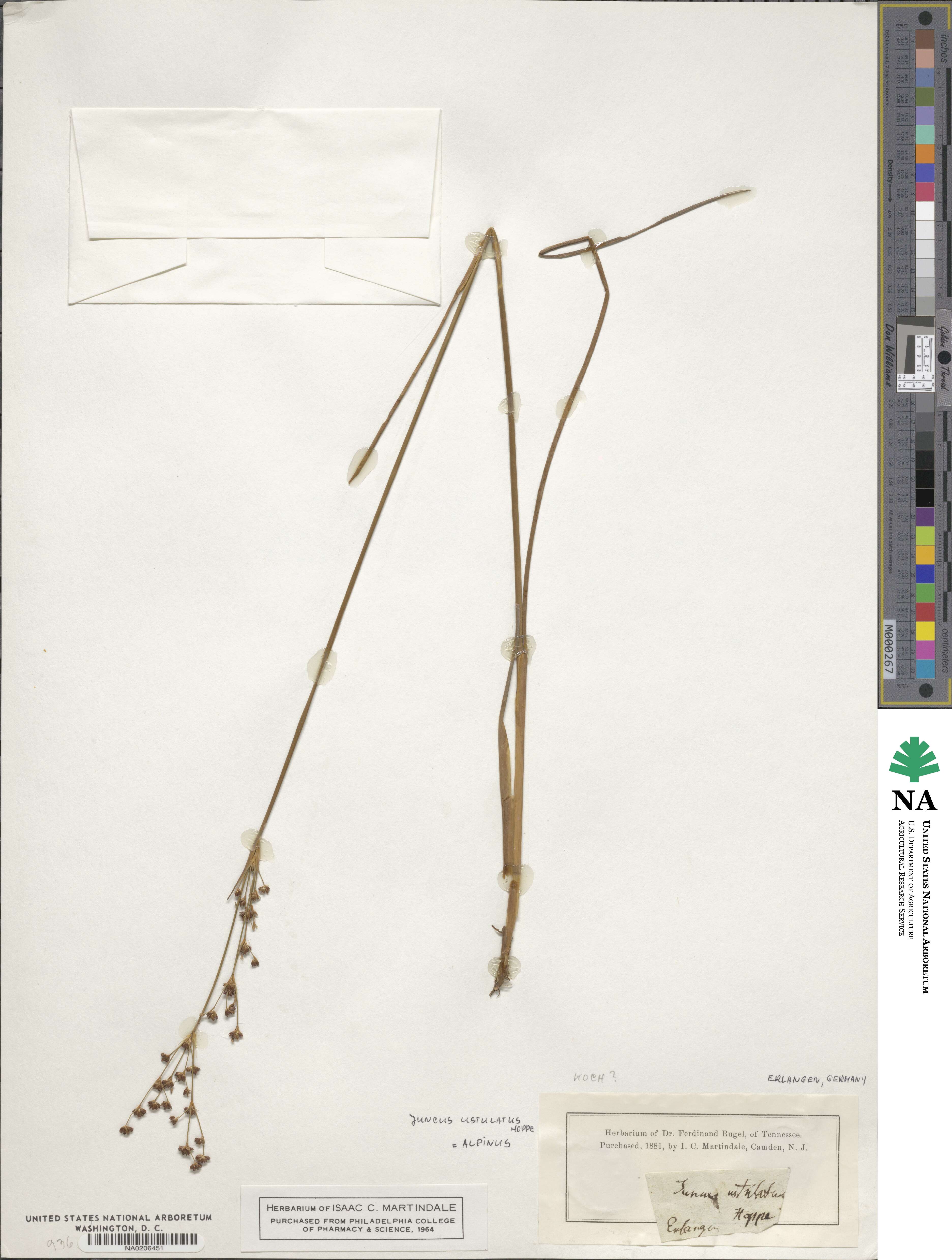 Juncus alpinoarticulatus image