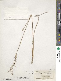 Juncus alpinoarticulatus image