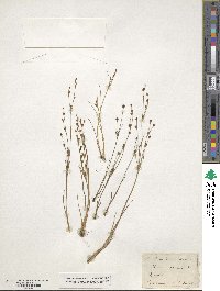 Juncus alpinoarticulatus image