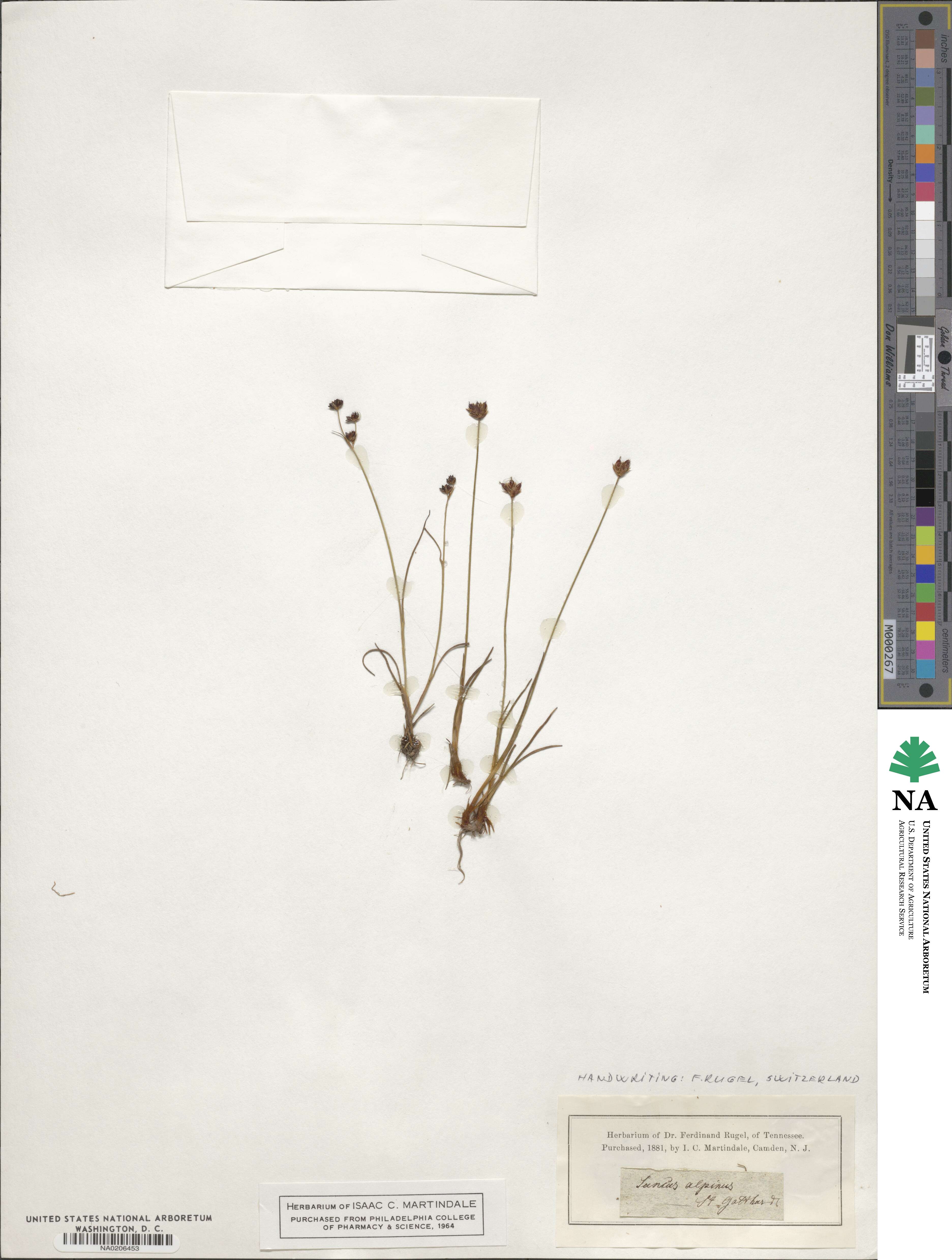 Juncus alpinoarticulatus subsp. alpinoarticulatus image